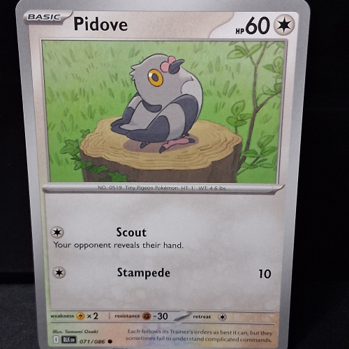 Pidove - 071/086 - Black Bolt - Regular - Common - English